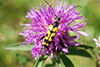 Leptura maculata